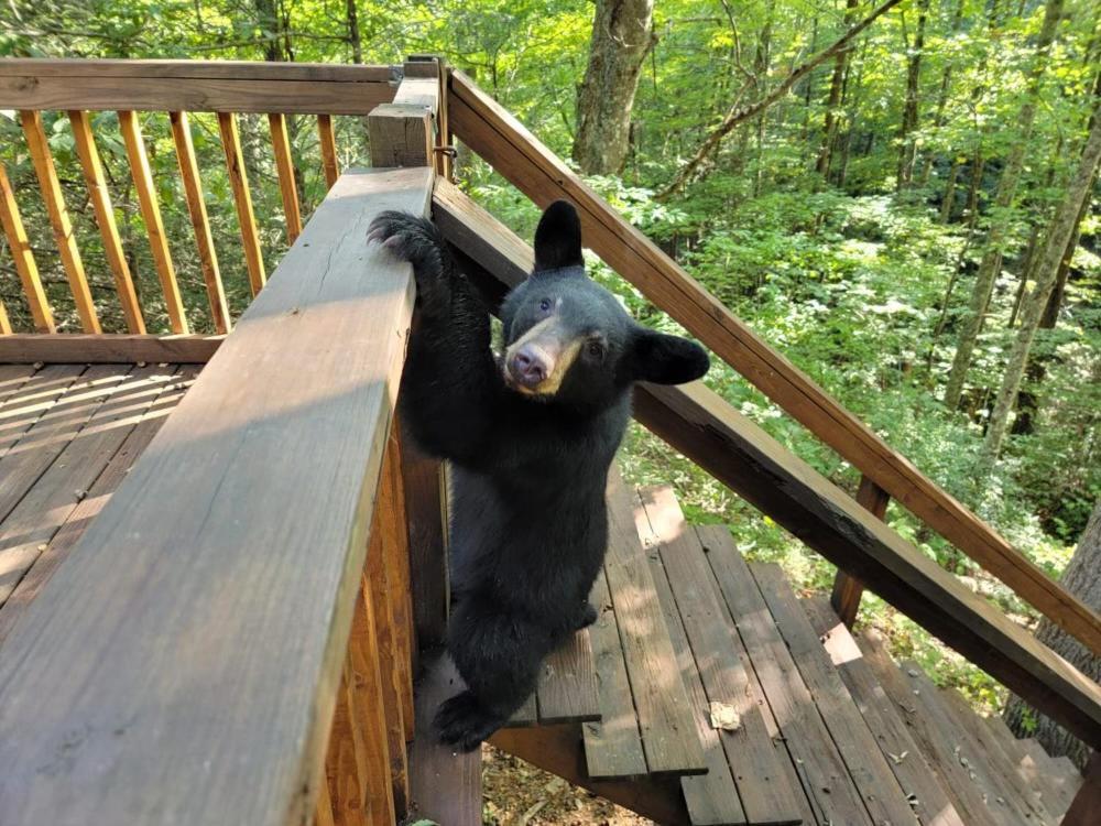 Holiday home Very Private, Real Log With Hot Tub! *